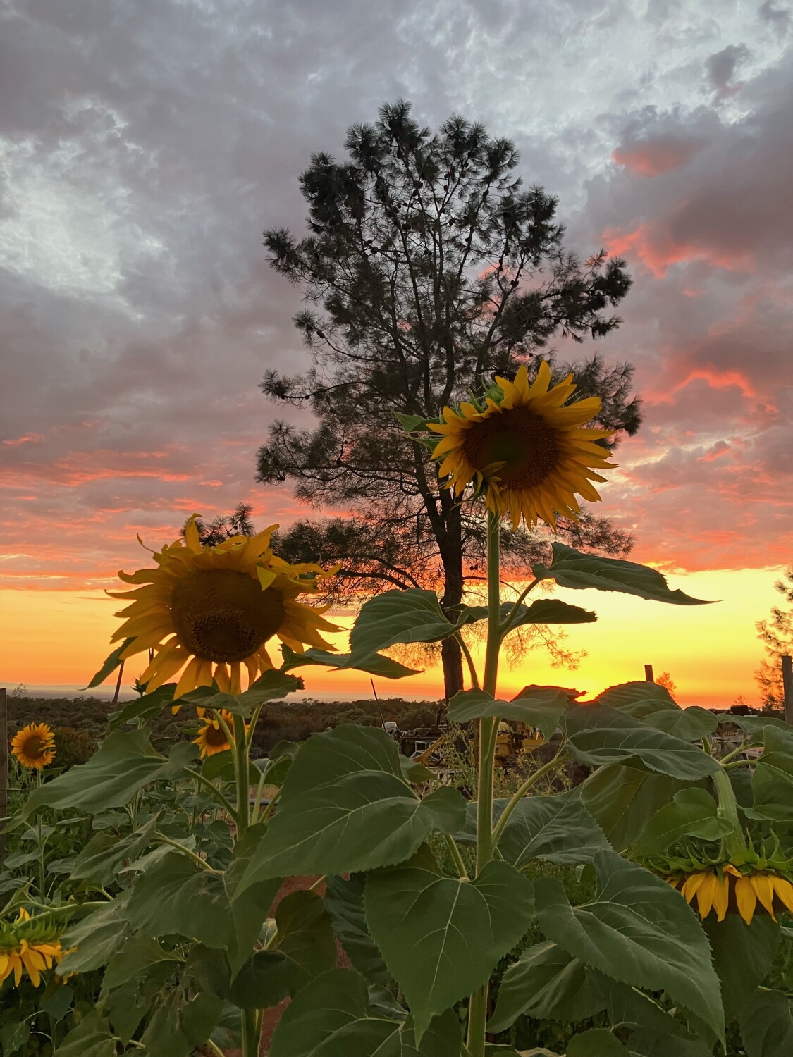 Sunflower Sunset