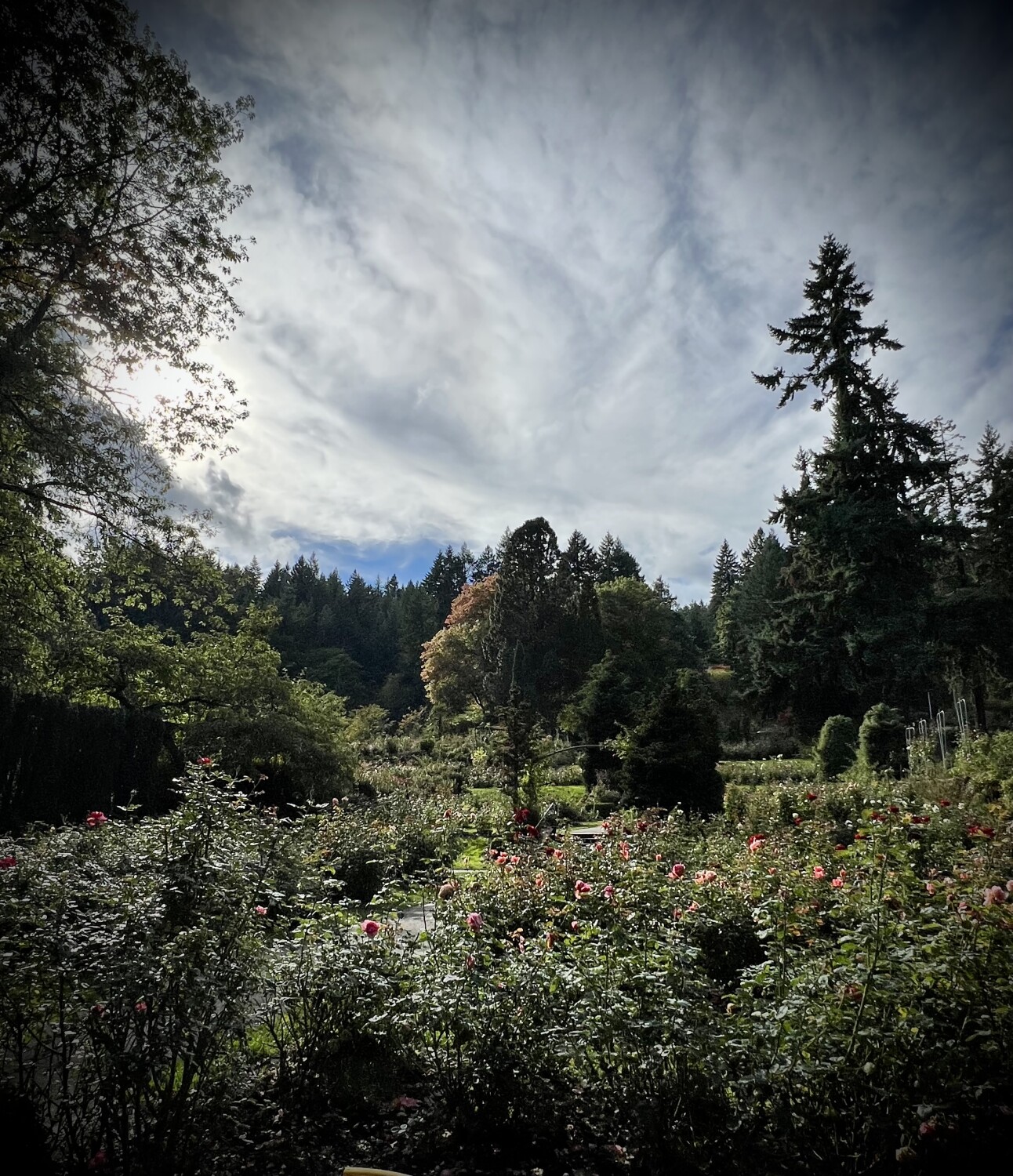 Portland Rose Garden