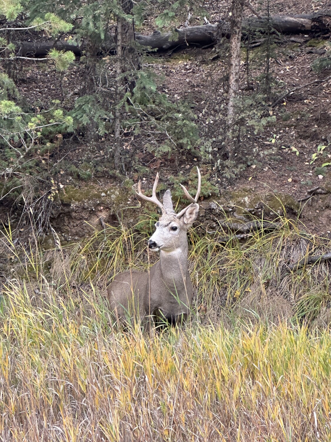 Mueller State Park Beauty