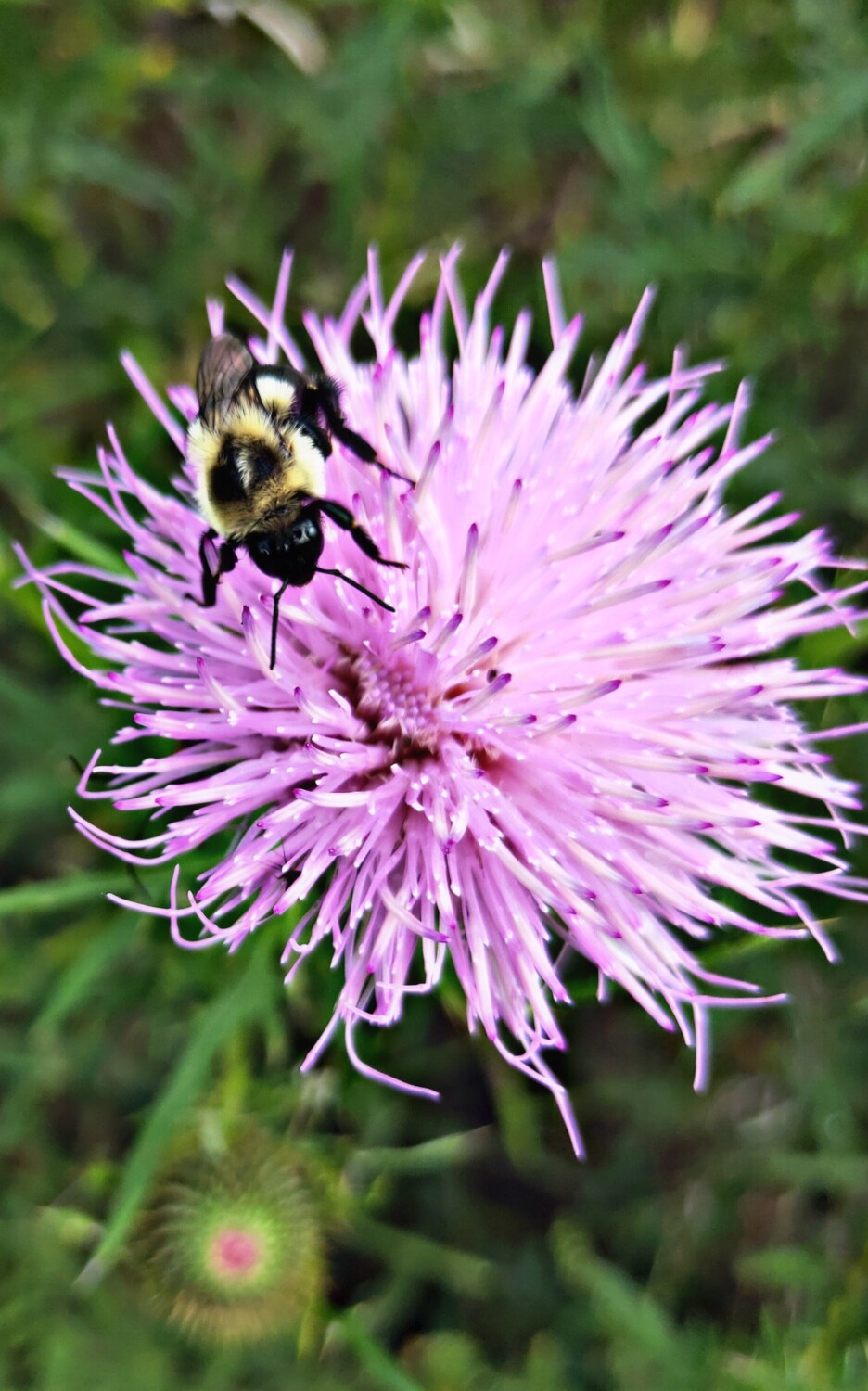 Bumble bee sun bathing on a pink thistle flower.