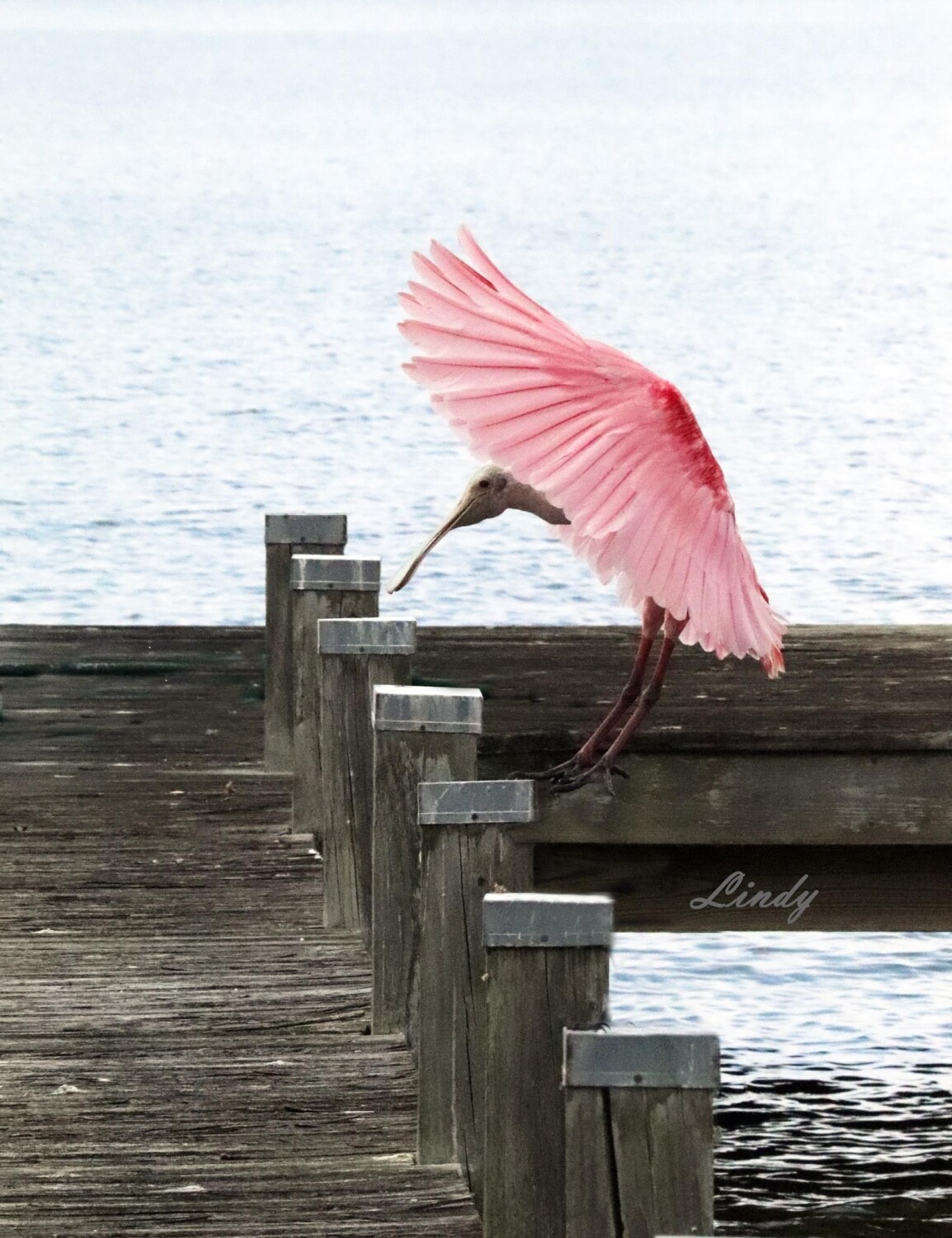 Lake Gibson Spoonbill