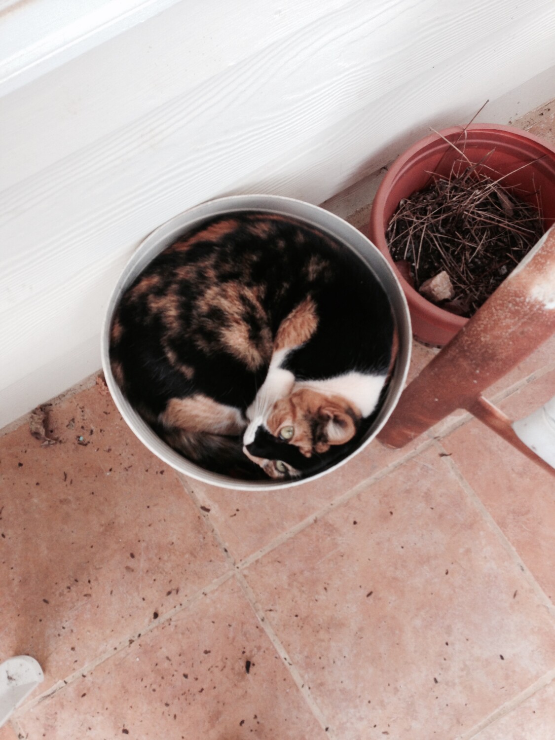 Buttercup likes to be planted