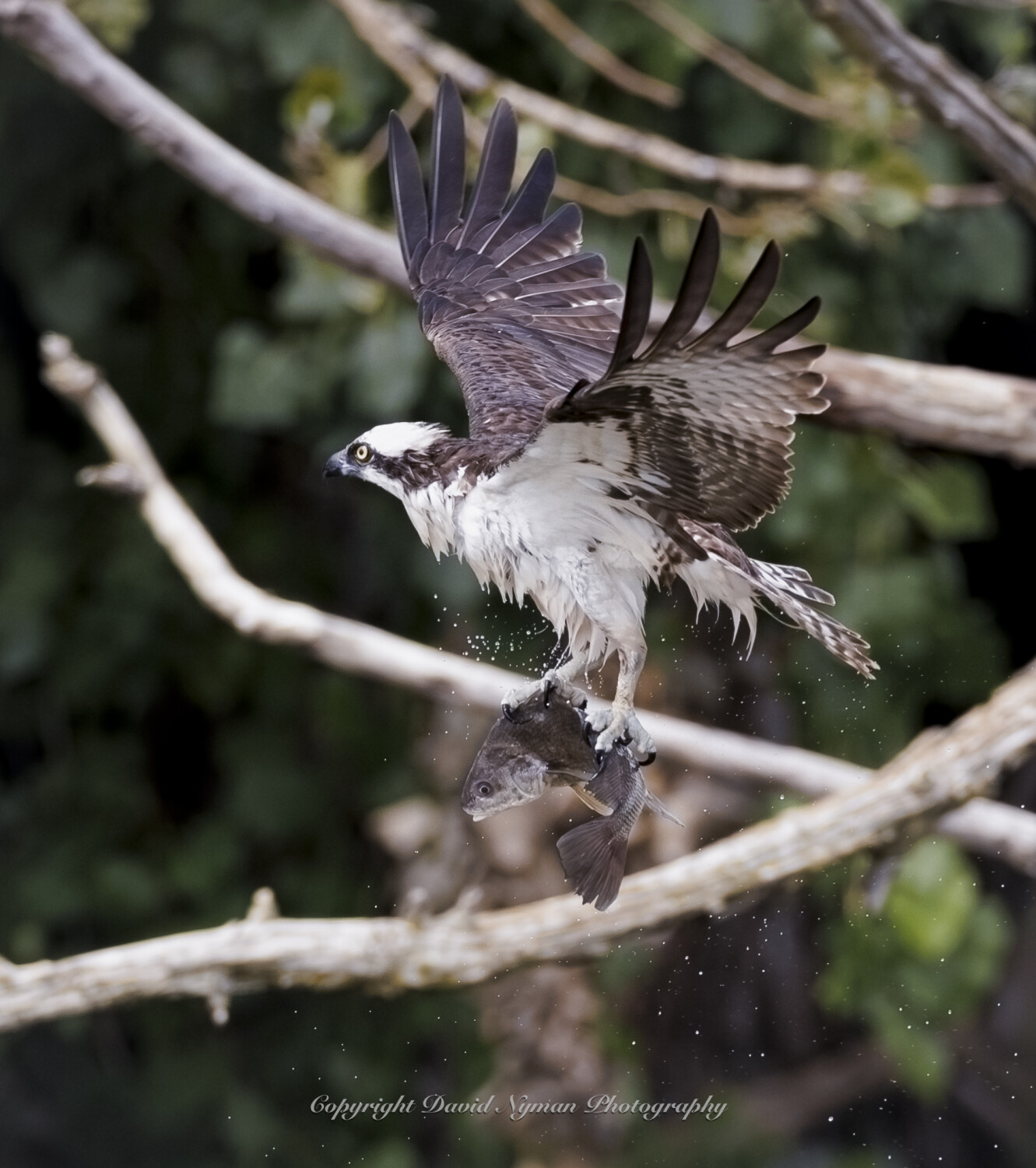 Osprey - Gotcha!