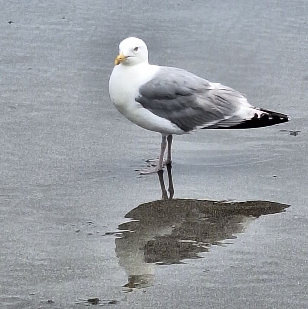Seagull Standing