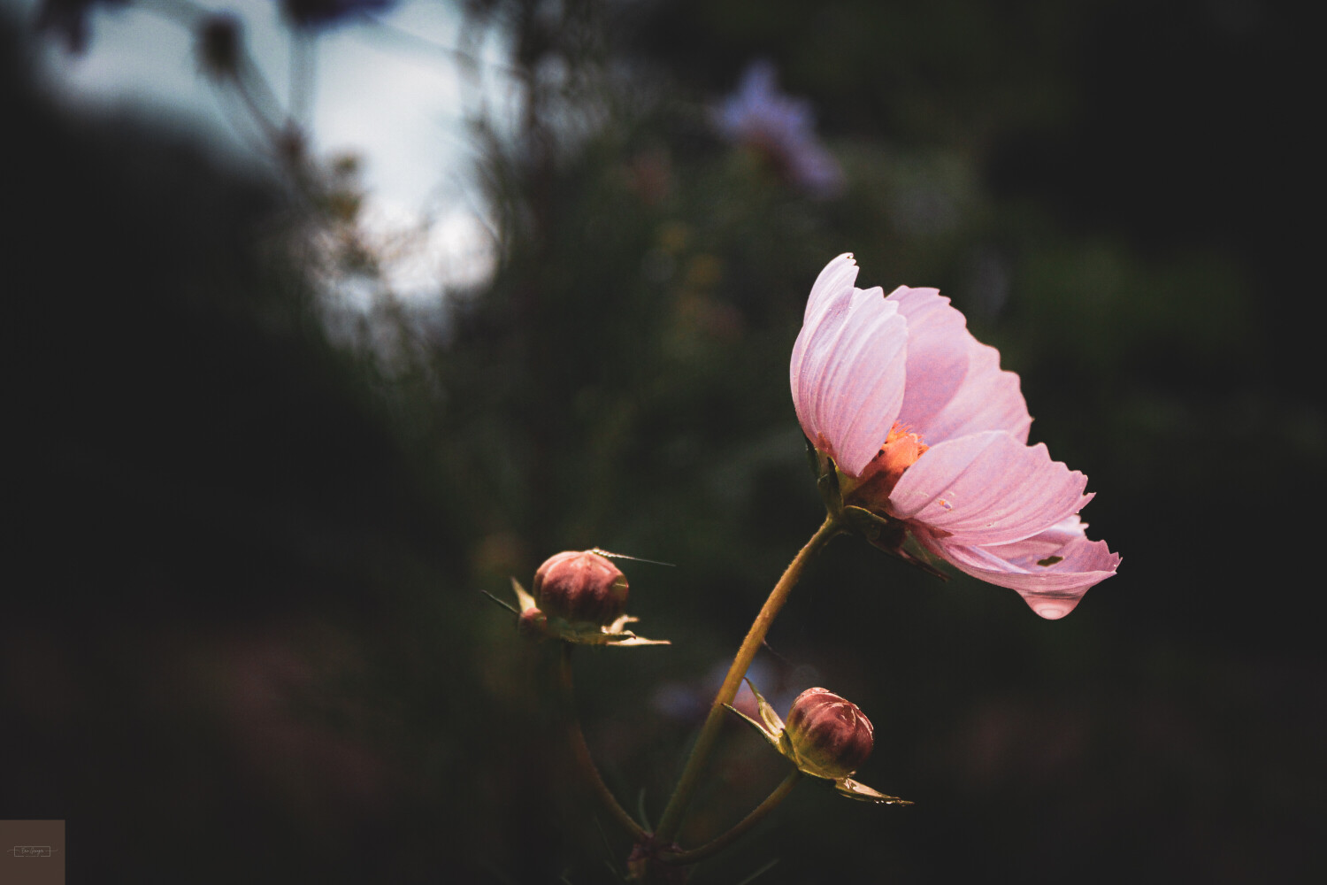 Beauty After The Storm