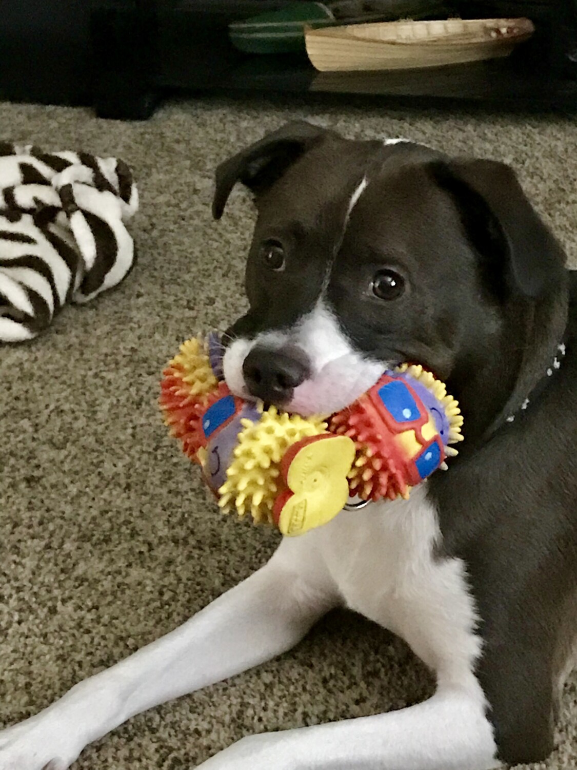 Mr Rocky loves his squeaky toys