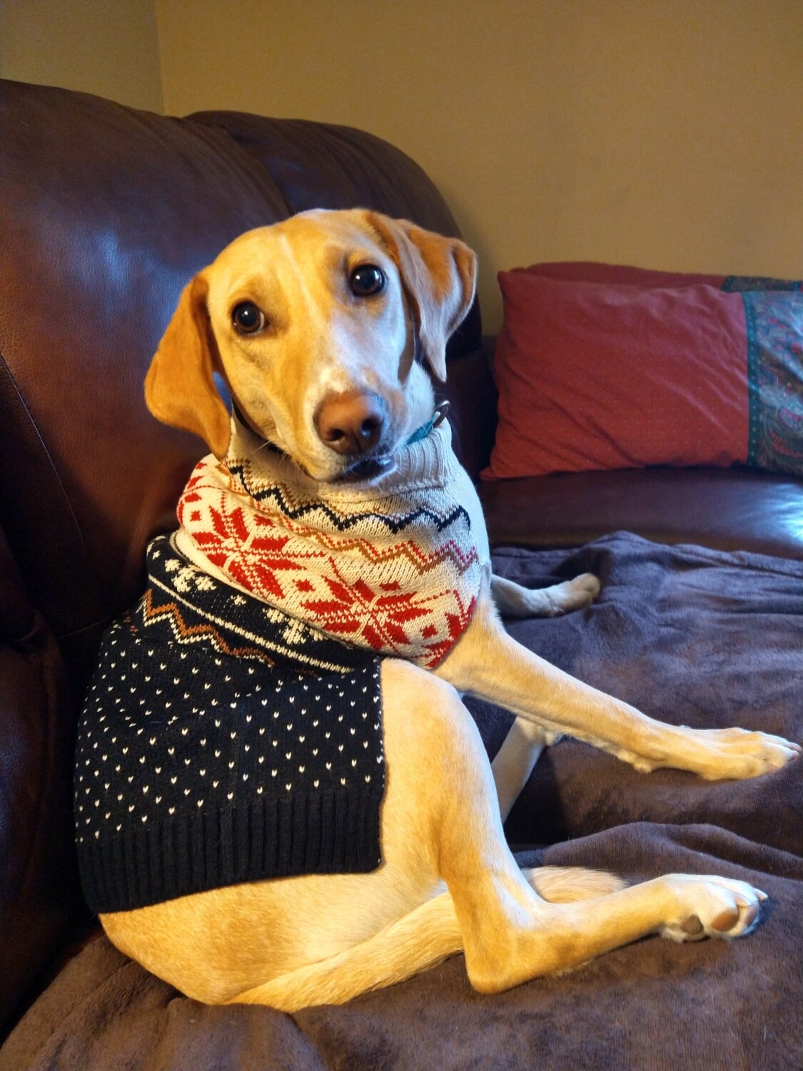 This is Daisey Pie in her christmascsweater