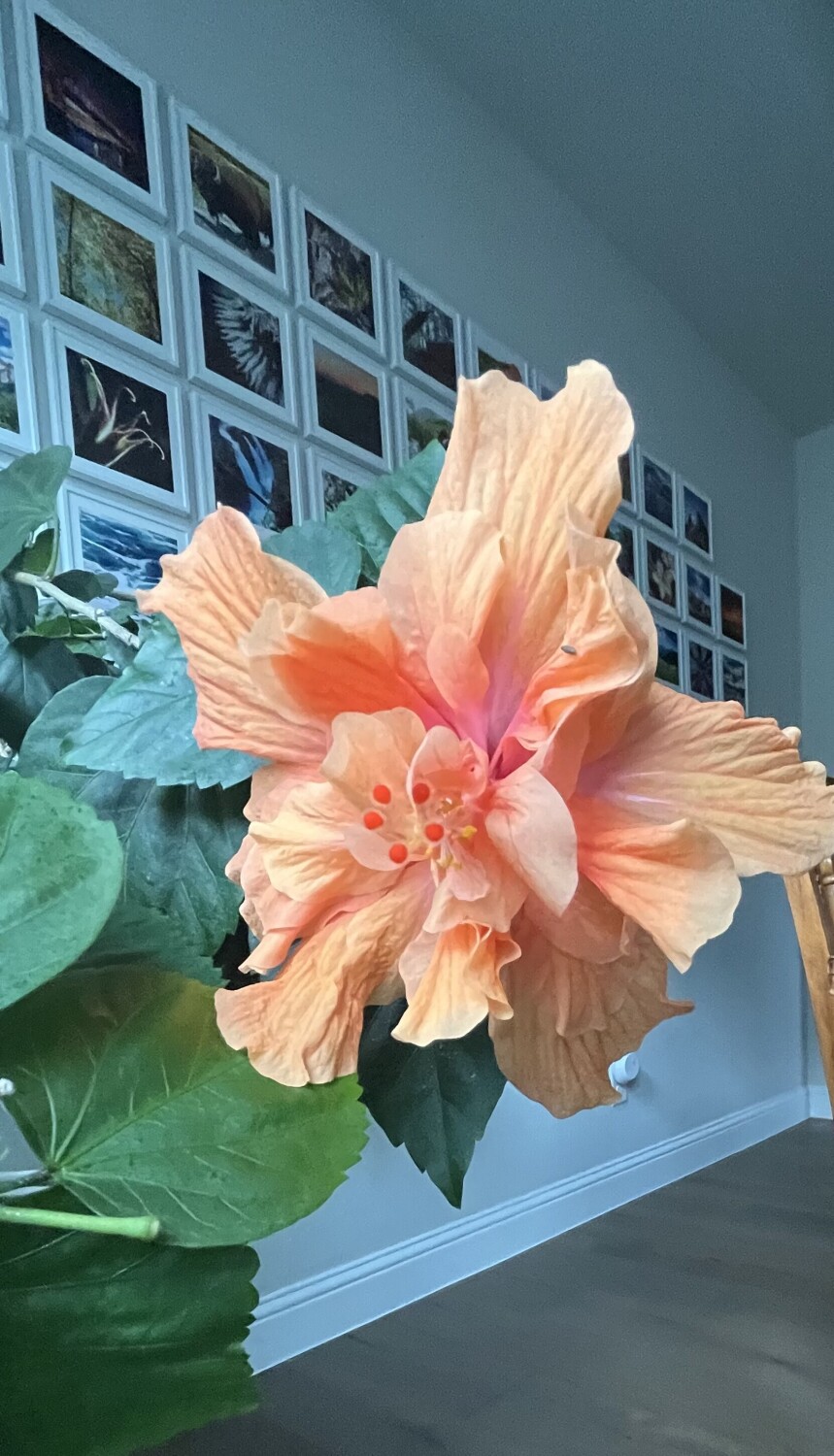 Hibiscus Tropical Plant