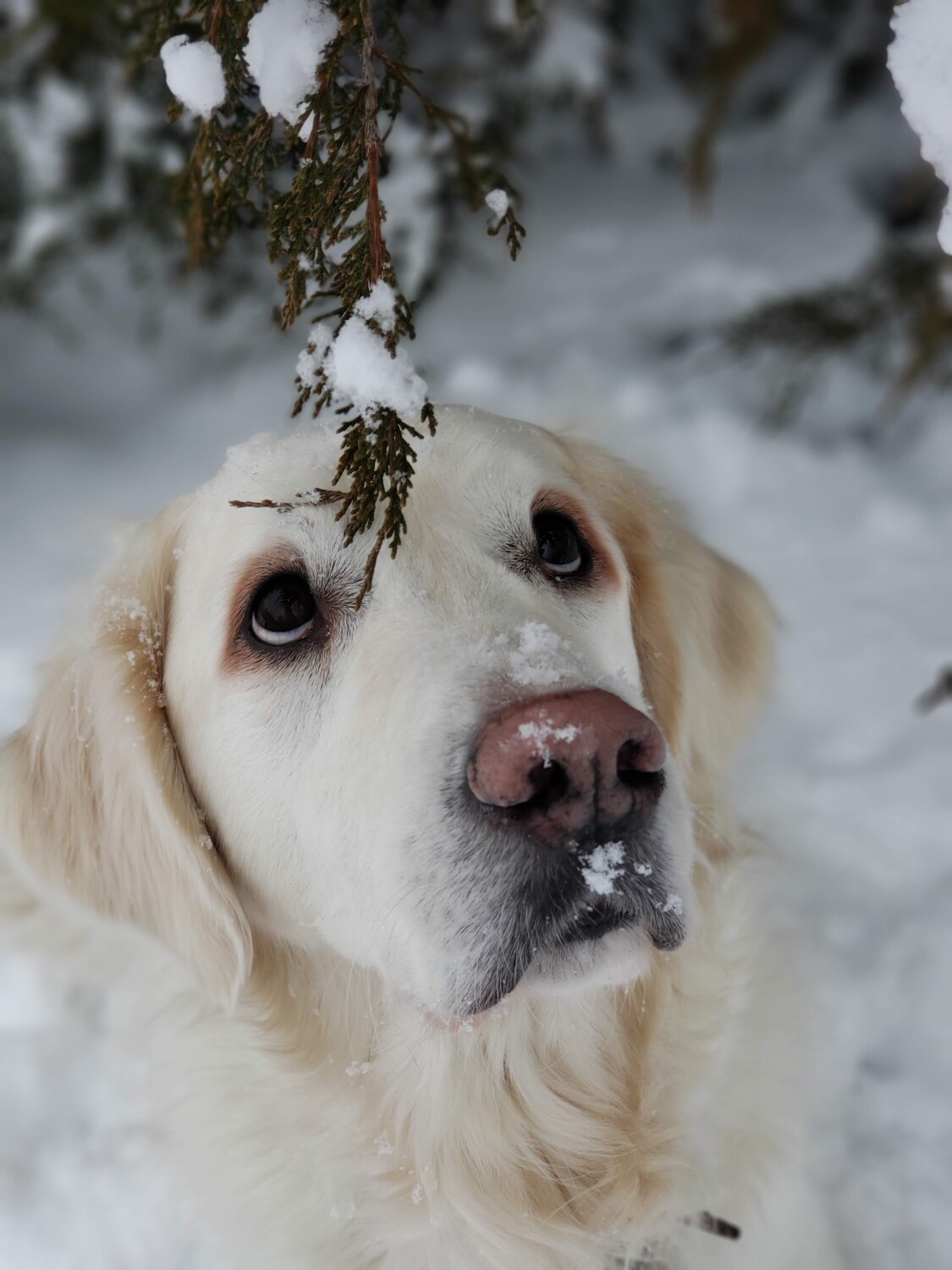 Hachi's Gentle Spirit