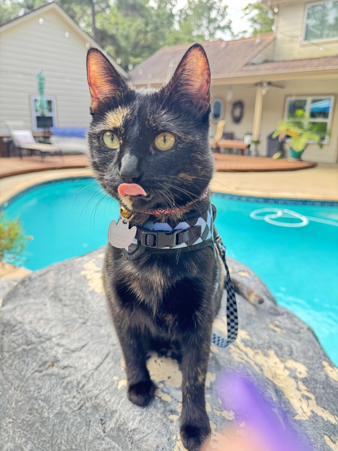 PoolsidePurrfection