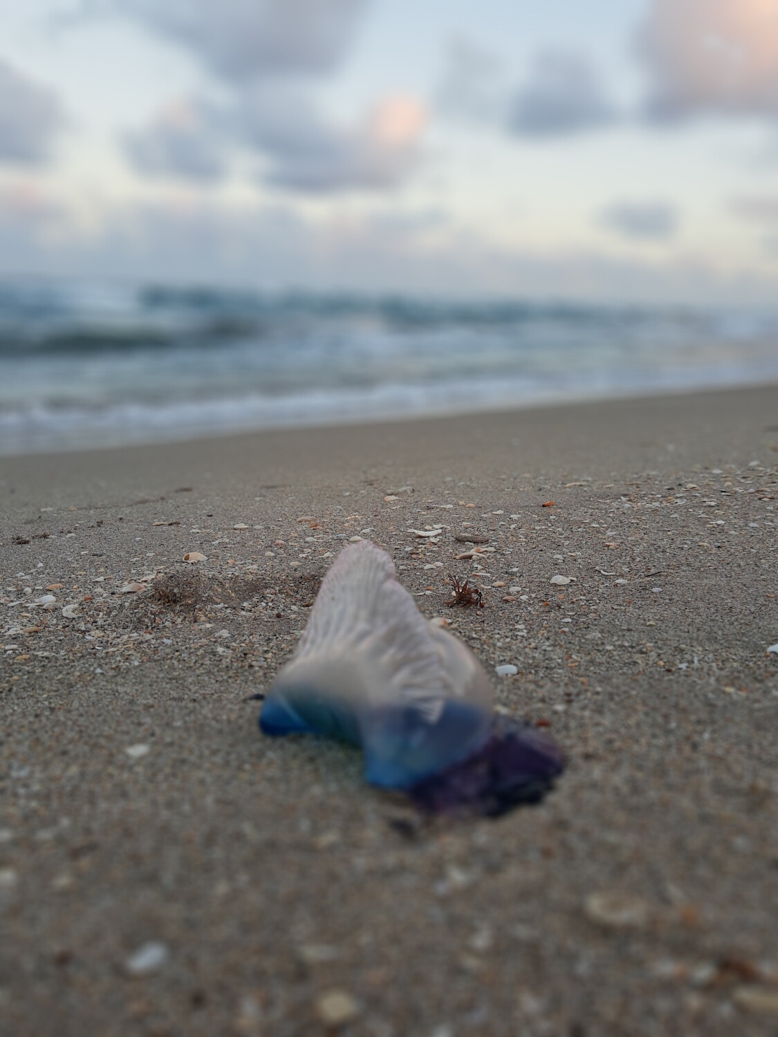 Look, But Don't Touch! Beautiful Man-O-War