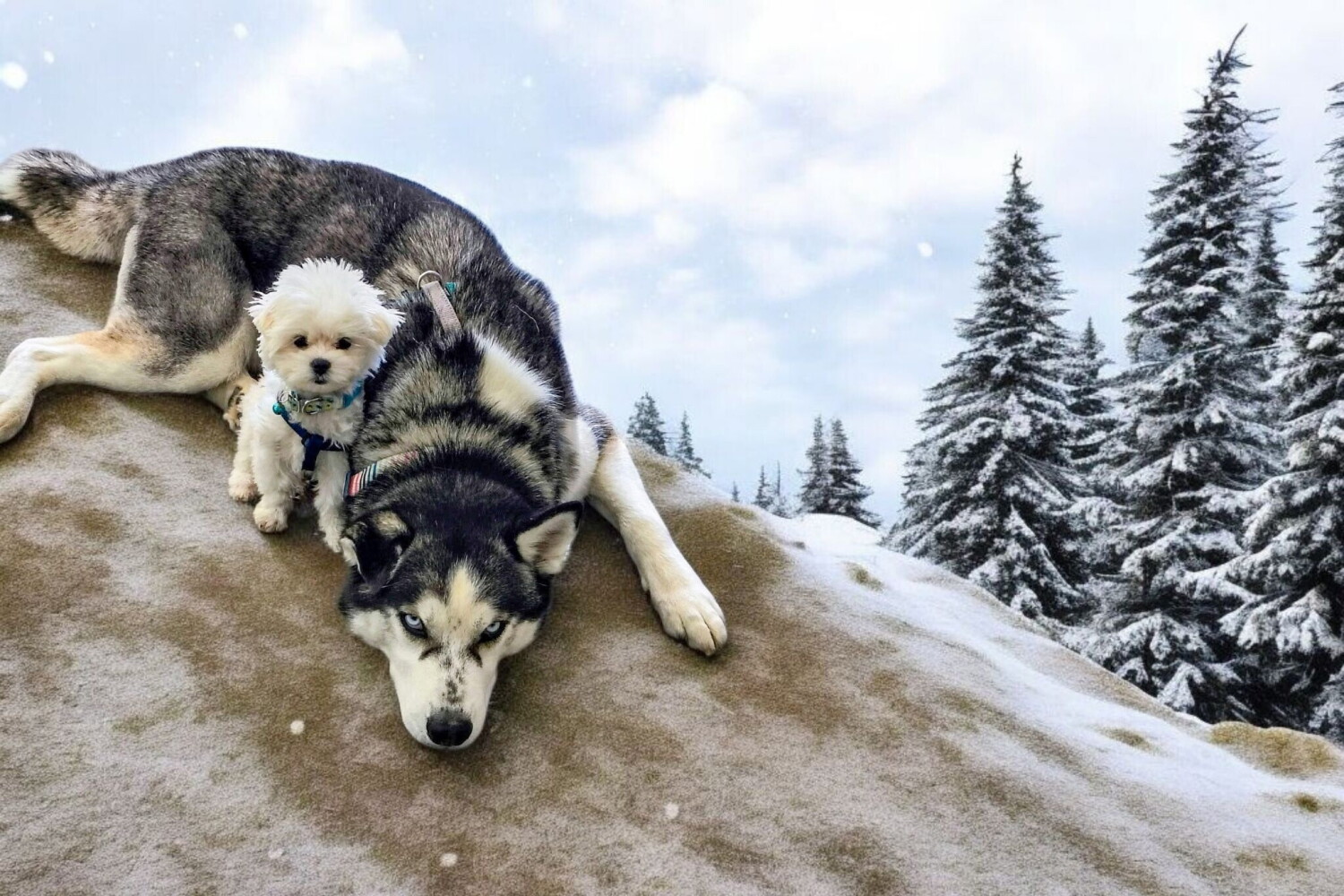 Chance, Gizmo Best Buddies