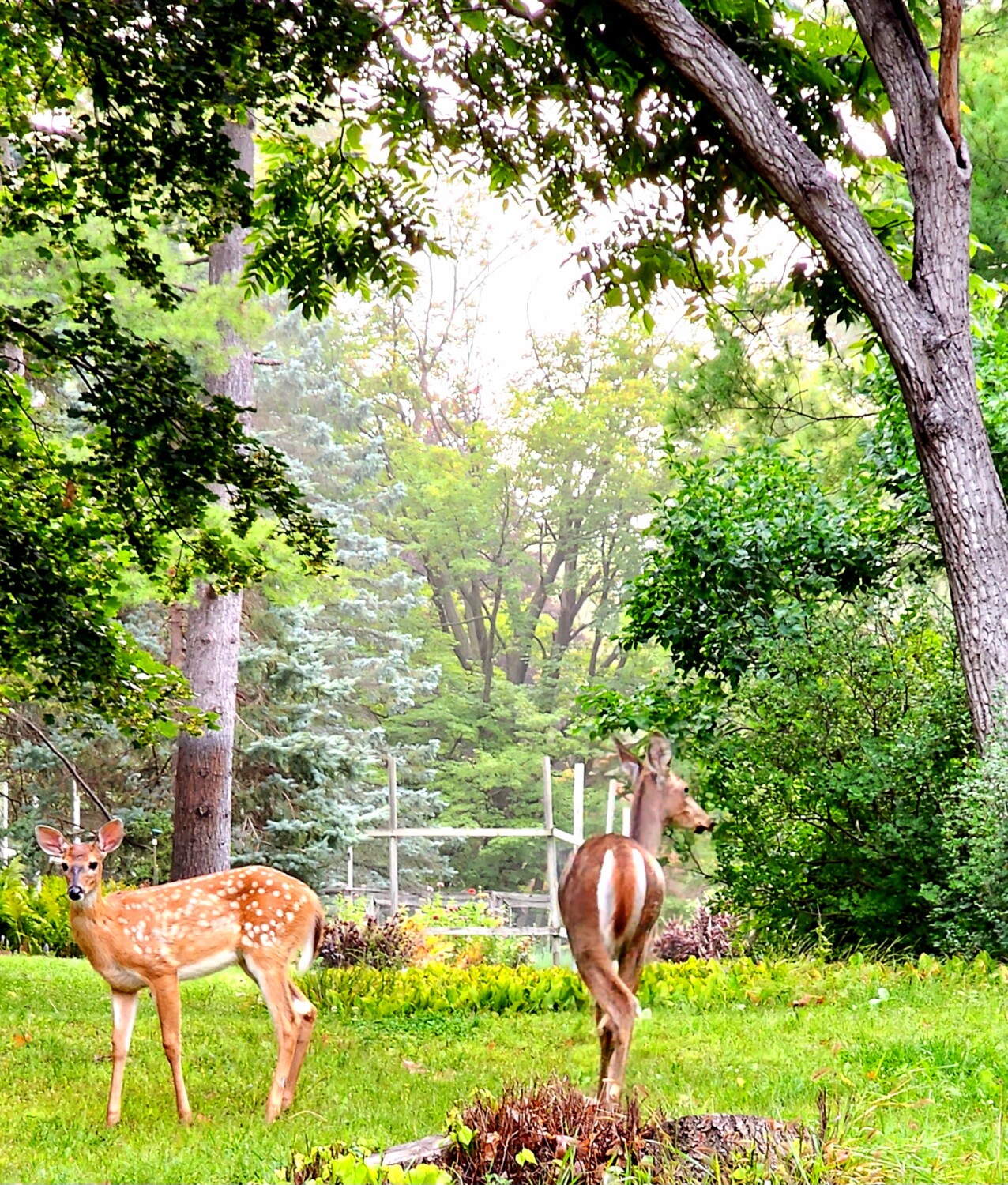 LETS CHECK OUT THIS GARDEN