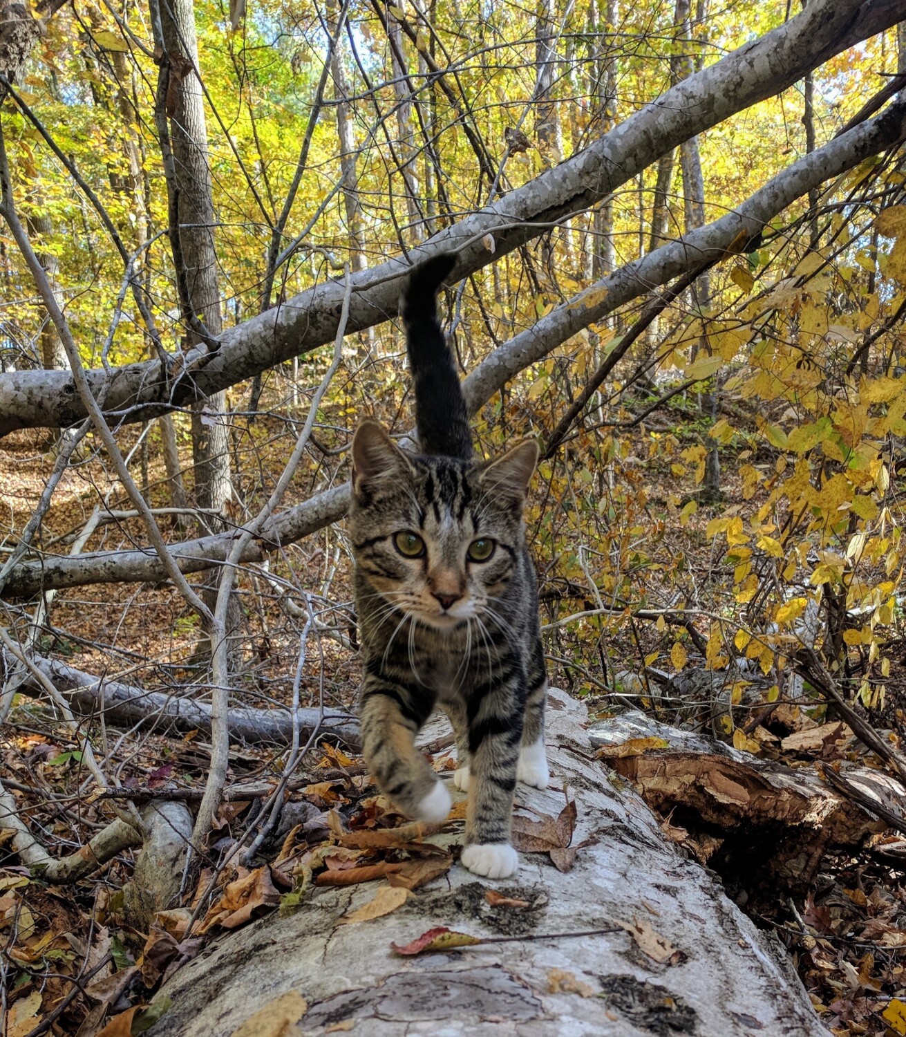 Fall walk in the woods