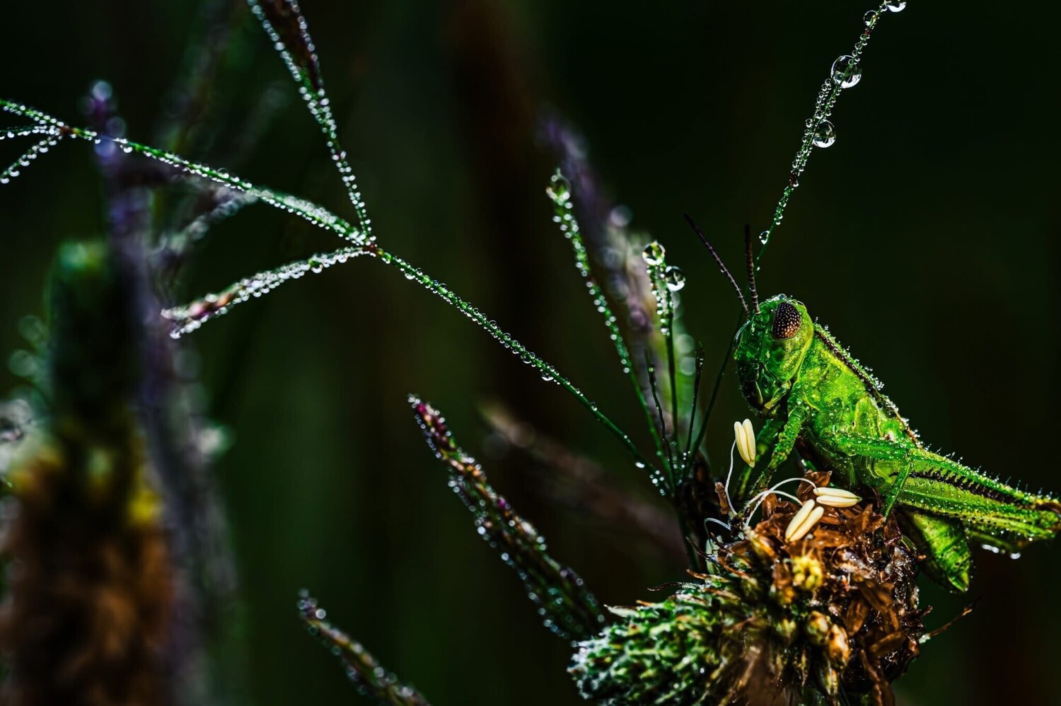 Morning Dew Grasshopper