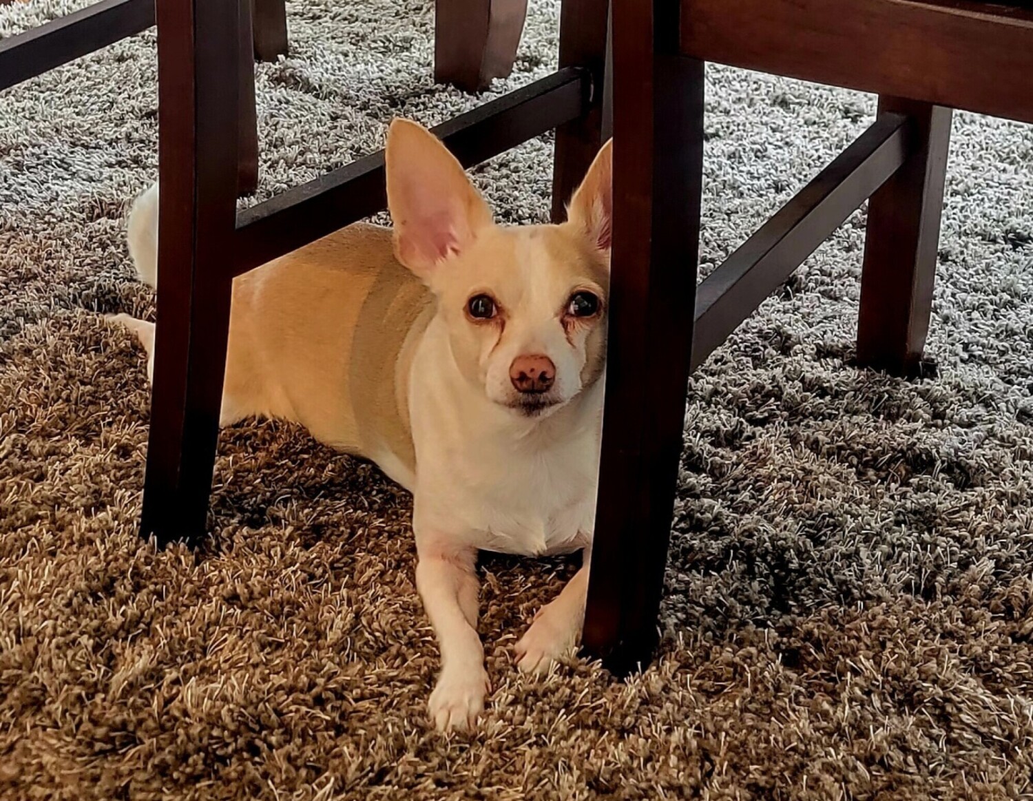 My little Puerto Rico rescue