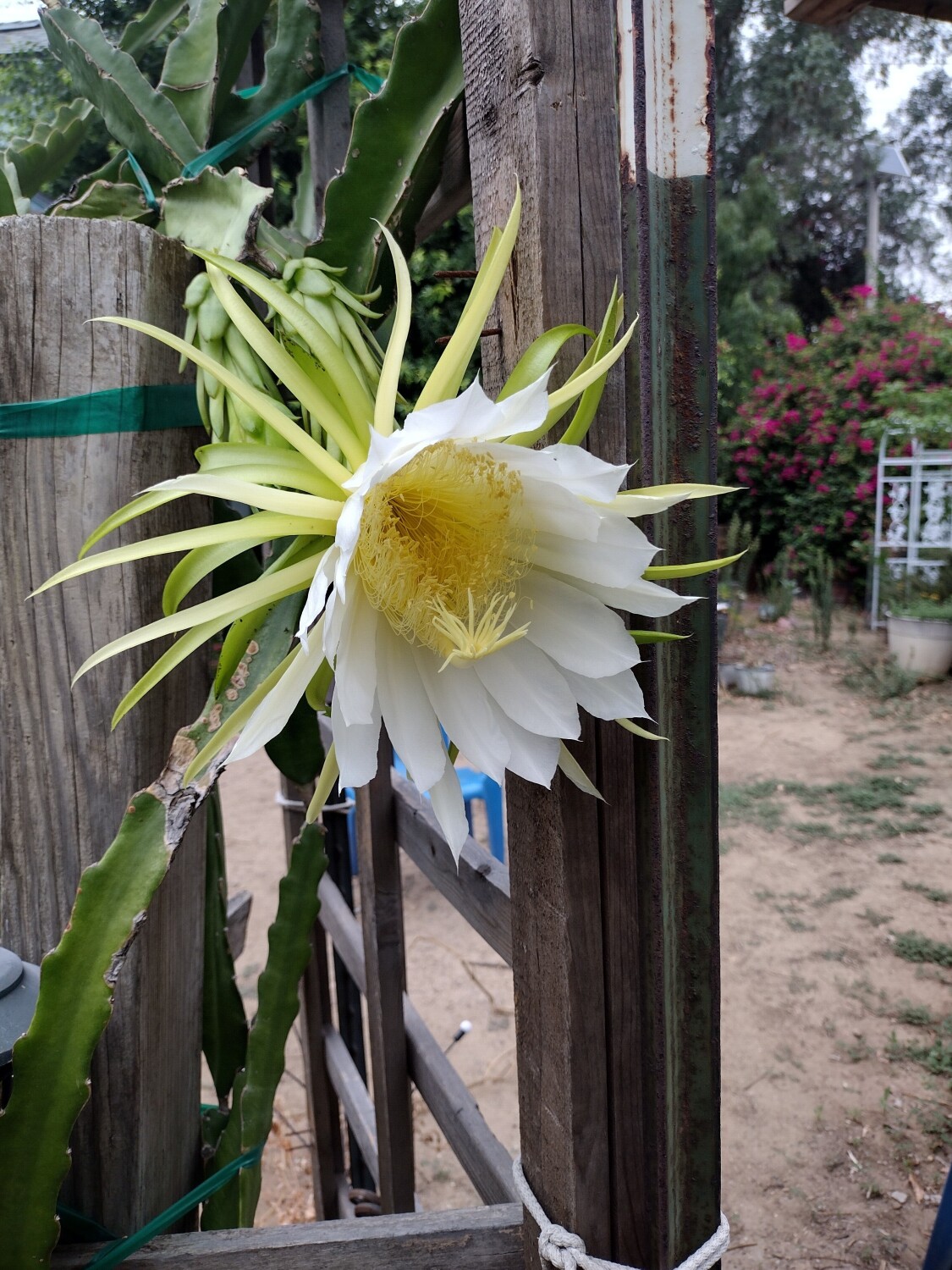 Dragon fruit bloom