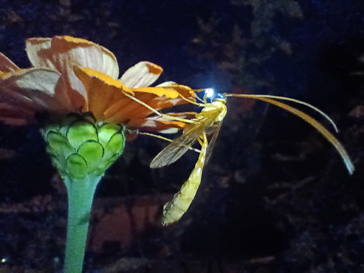 Observing thy Moonfly