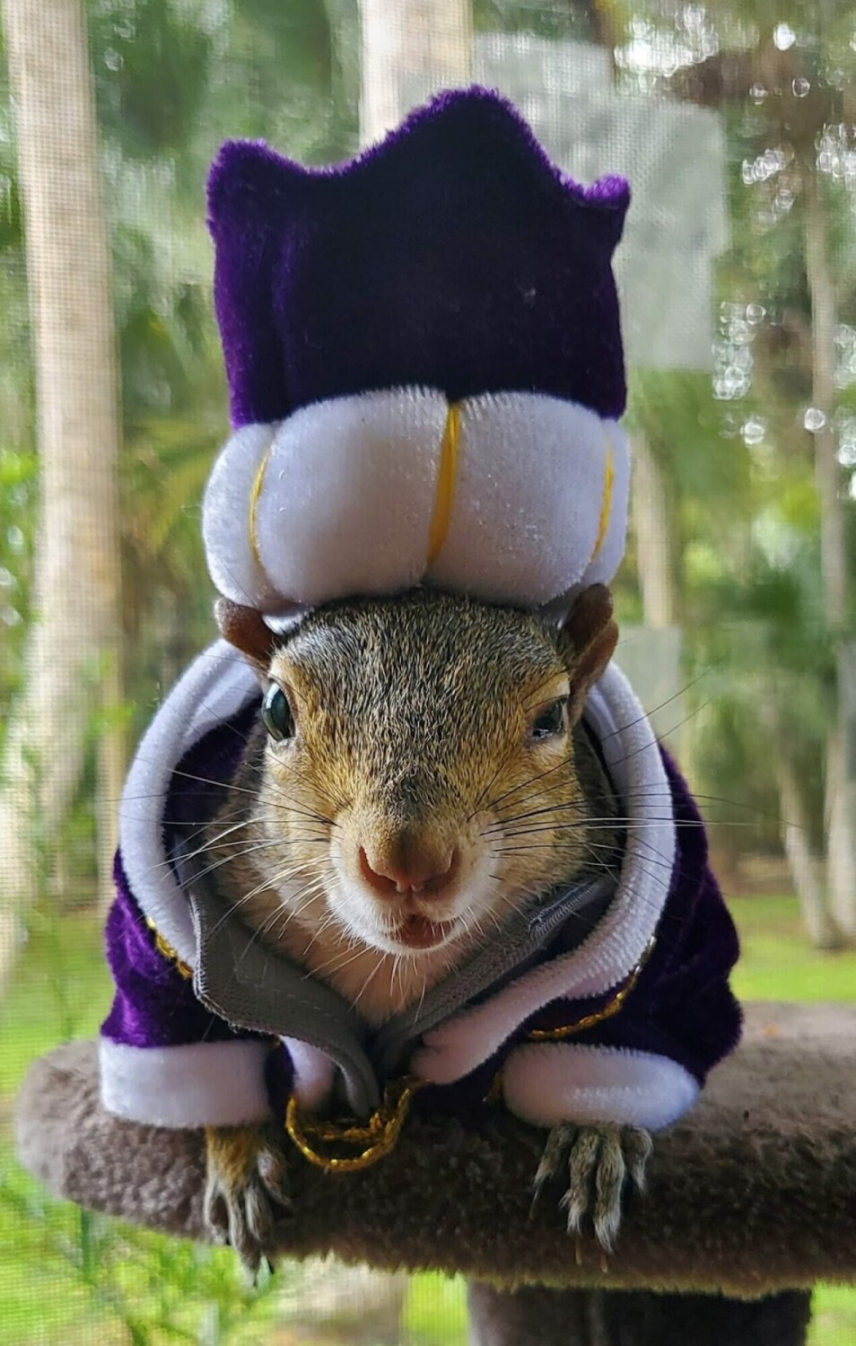 Chester the Nutcracker