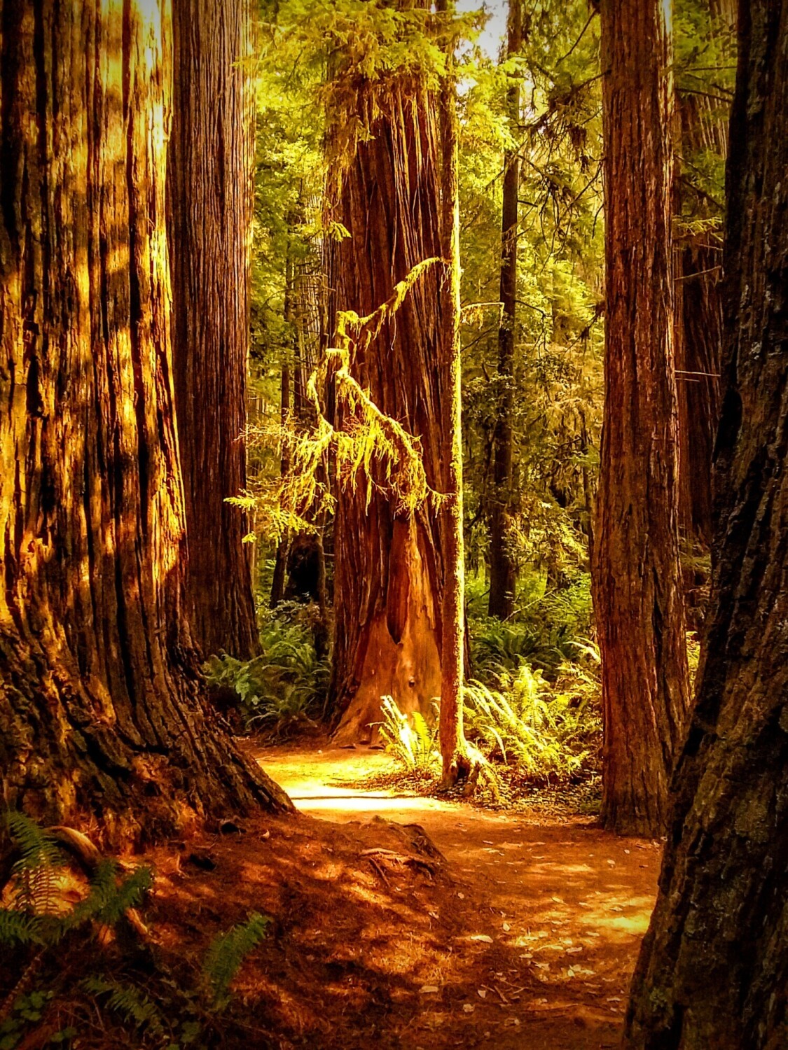 "Path Through Fantasy"