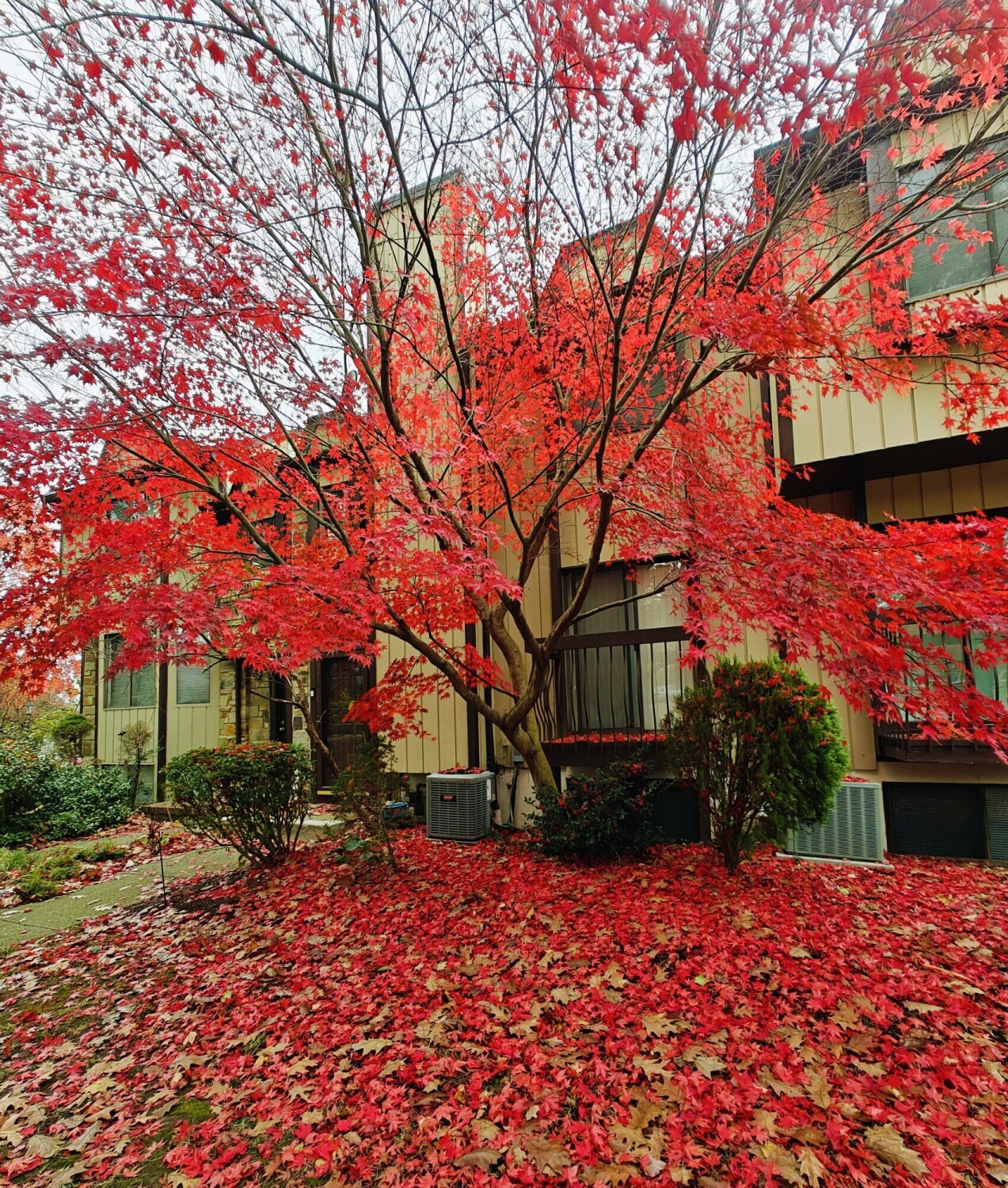 Red is the color of Autumn