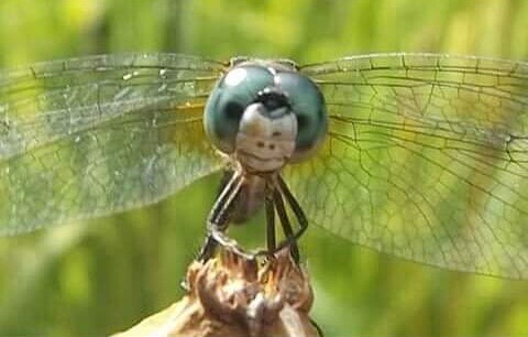 Smiling Dragonfly