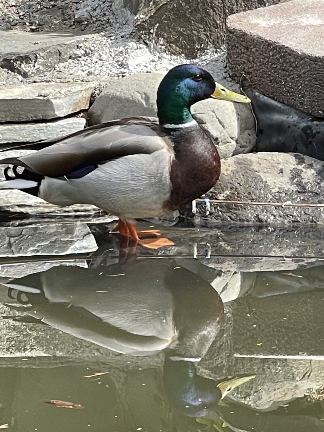 Duck