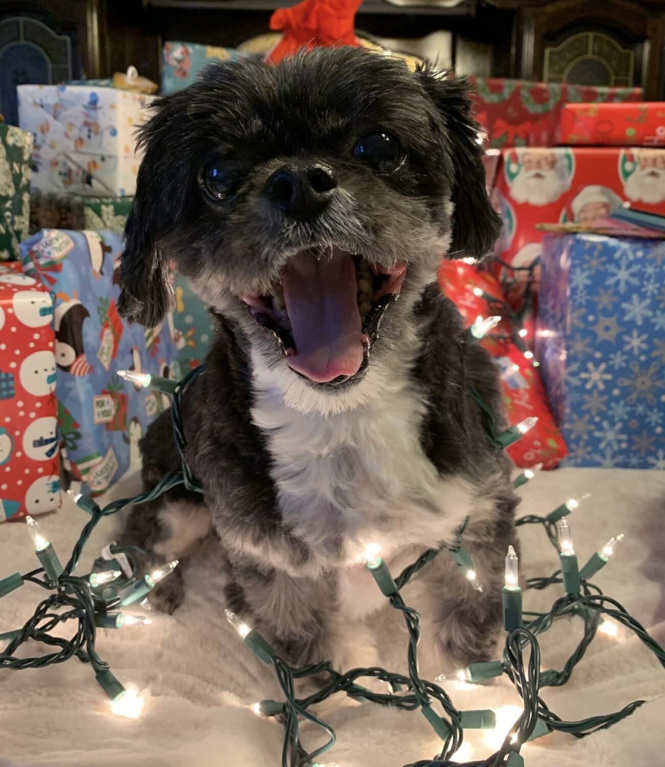 Bailey Singing Christmas Caroles