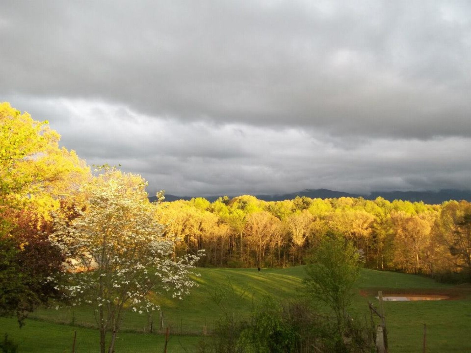 Natures Beauty from my Back Porch