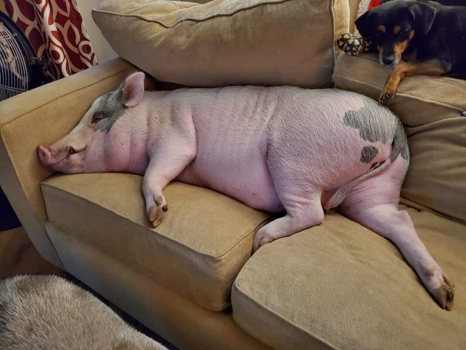 Newman the couch pig