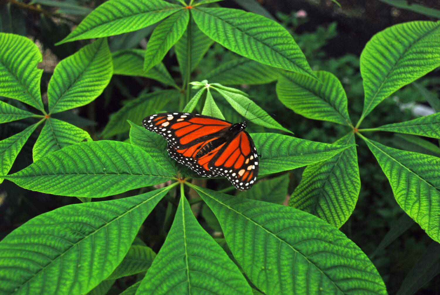 Monarch butterfly