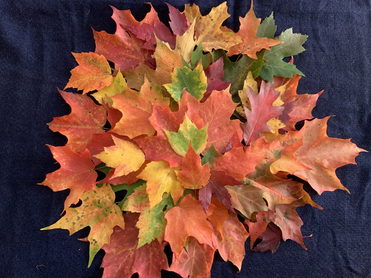 Vermont Fall Foliage