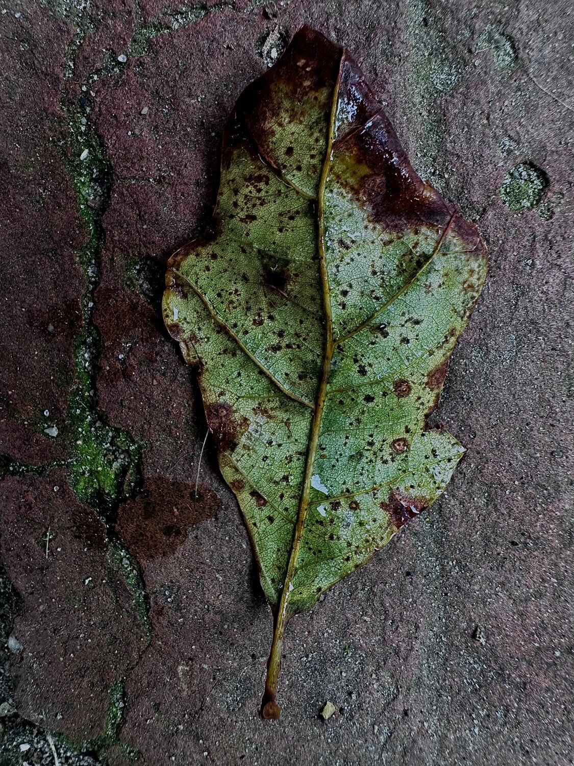 Changing Leaf Falls To Soon