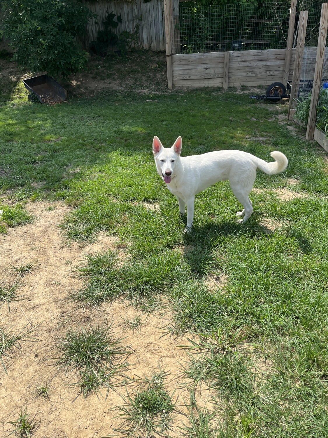 Sir Duke of jeffersontown