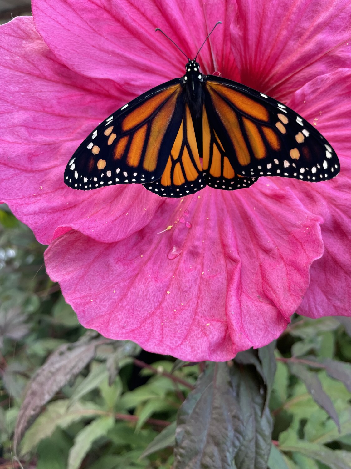 Monarch Butterfly