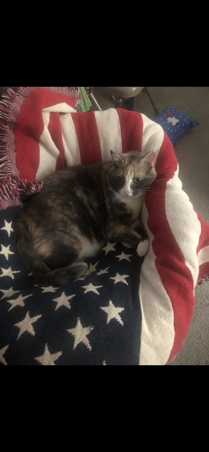 All American Cat