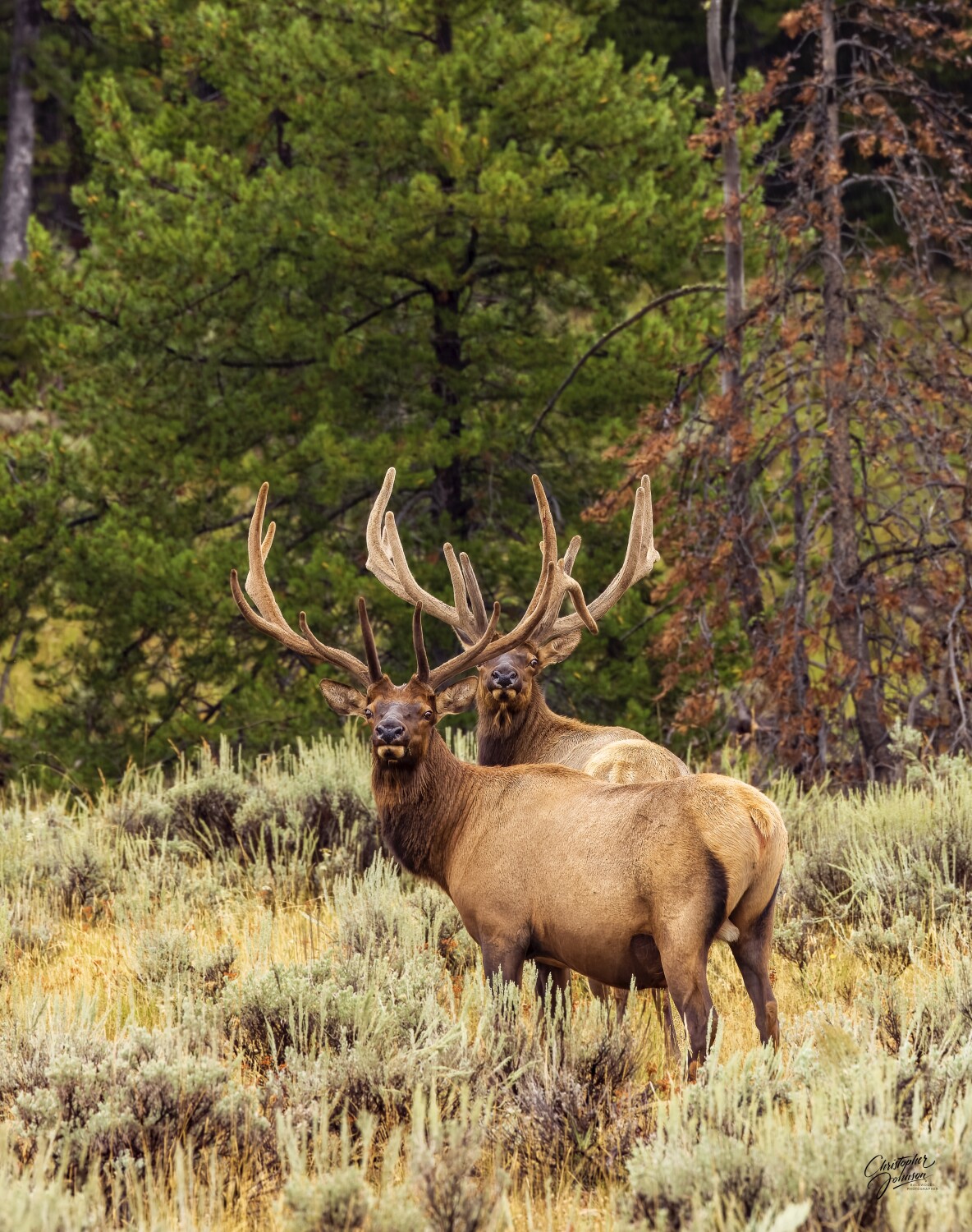 Duel Rocky Mountain Bull elk glare