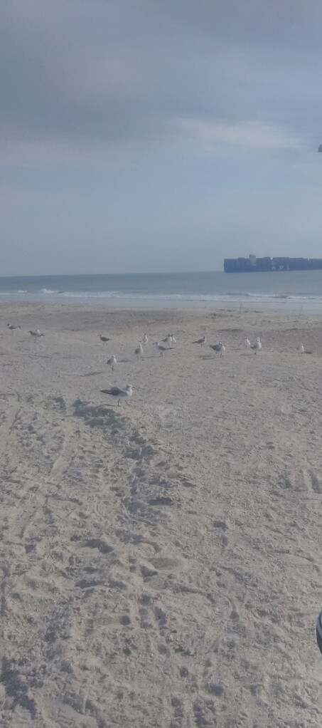 Seagulls with Cargo Ship