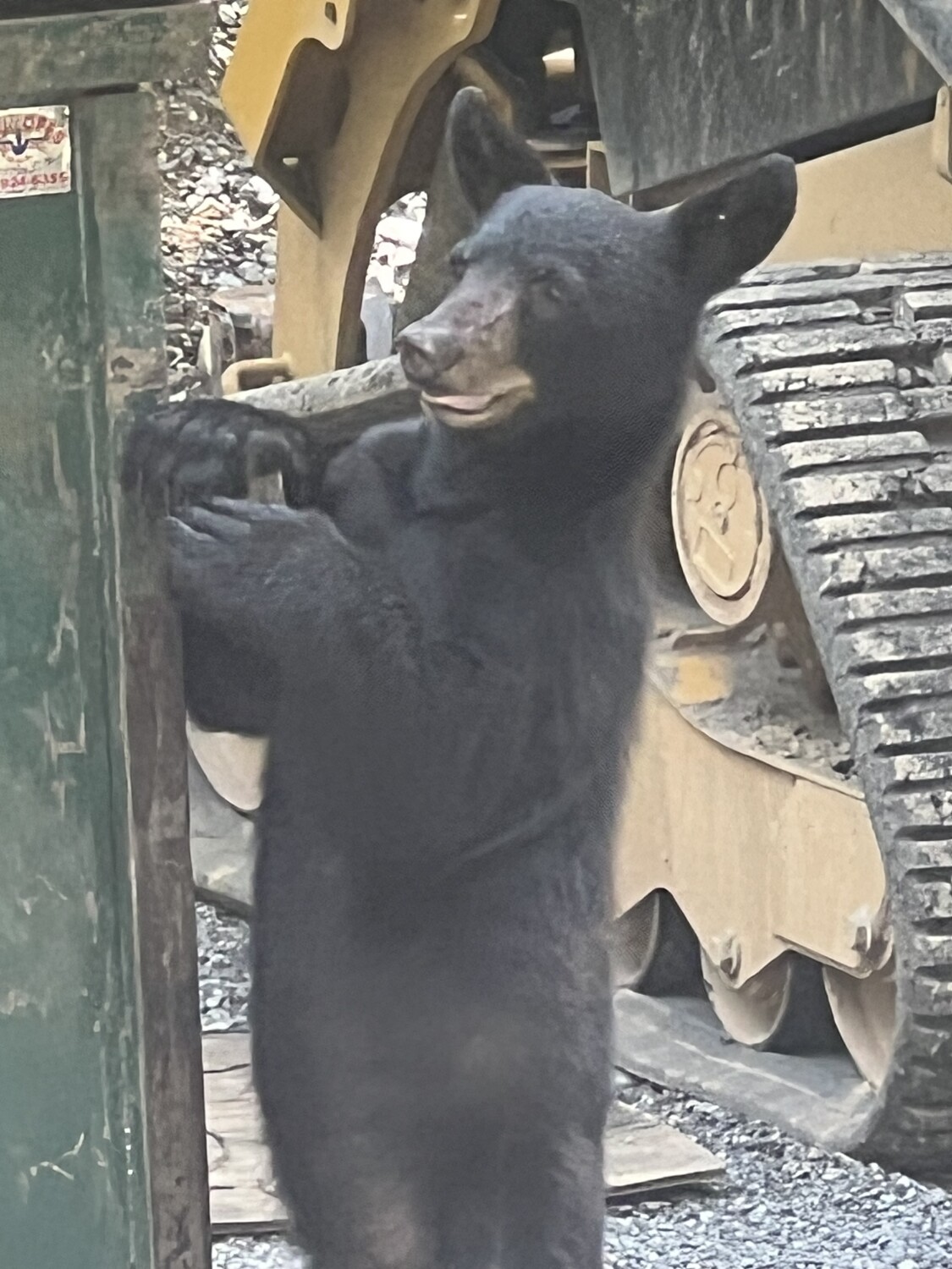 Bear looking for lunch