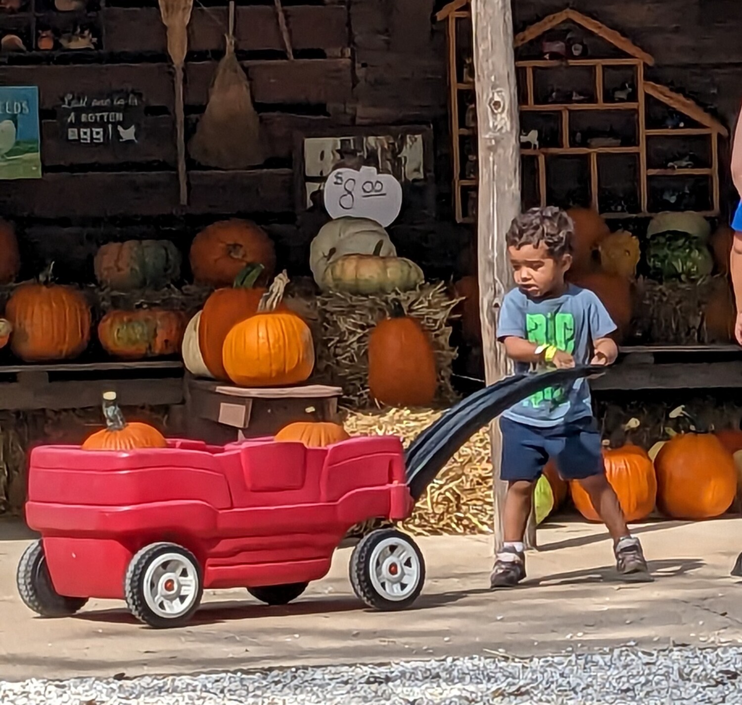Pumpkin pull