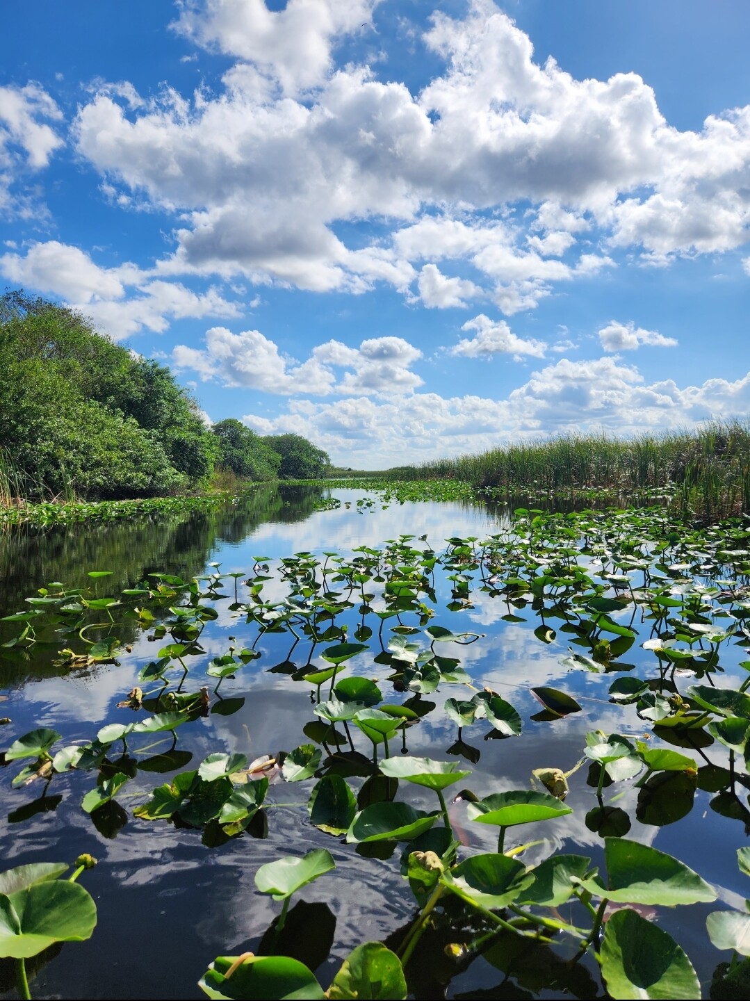 Sunny day in Everglades