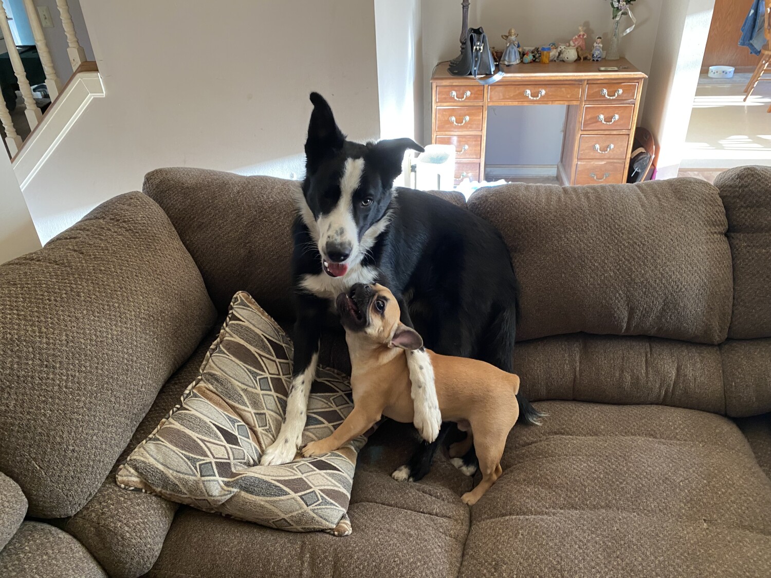 PuppyFinn and Dexter