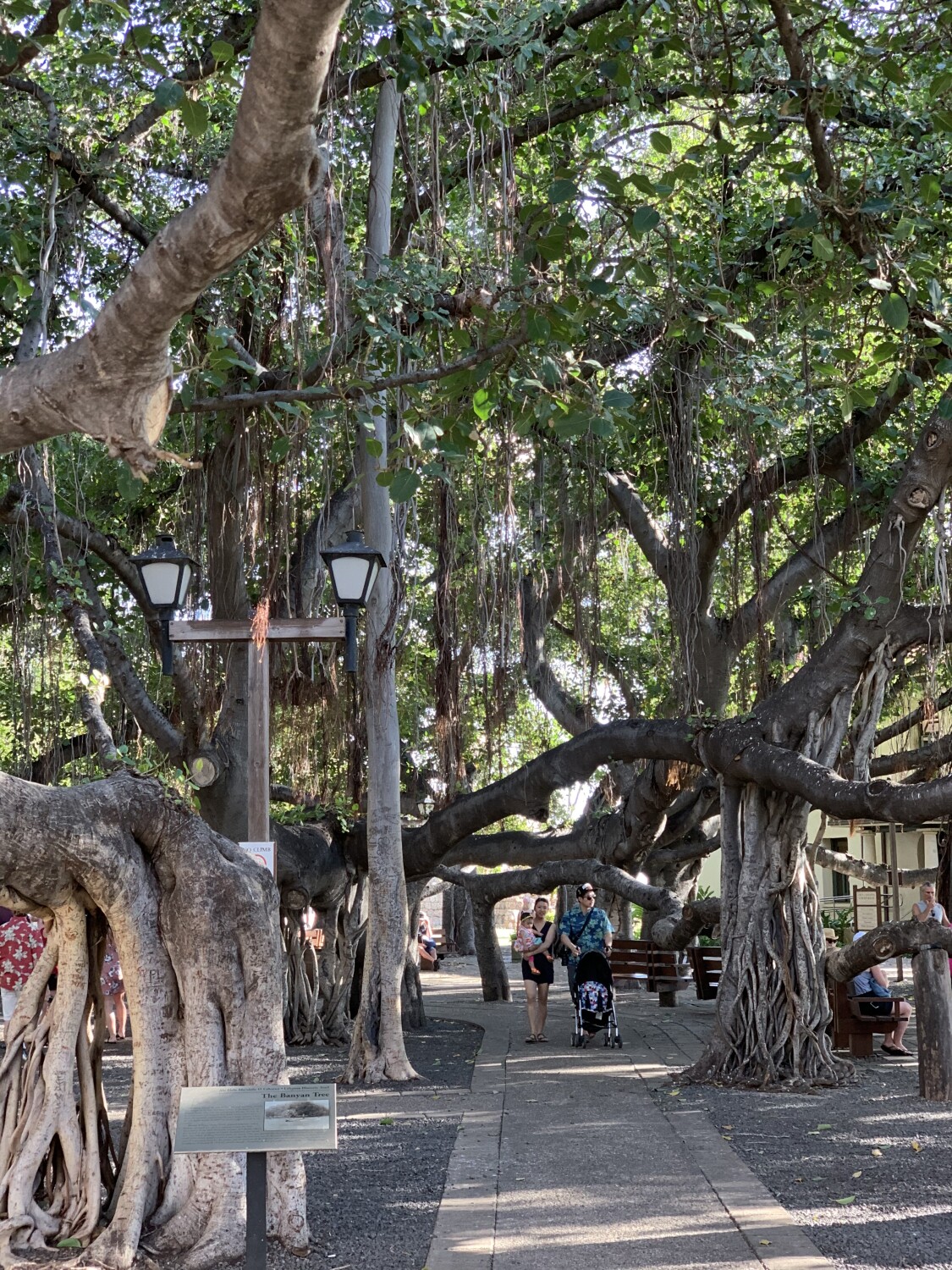 The Banyan of Lahaina