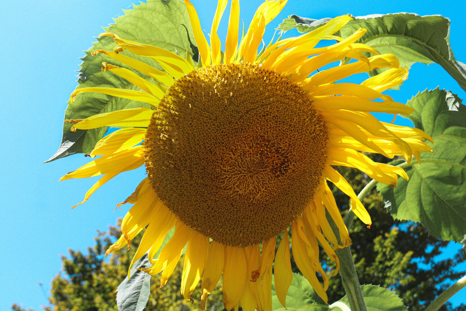 Stunning Sunflower