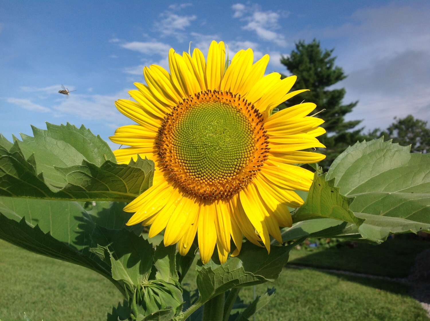 Bee Line to Sunflower