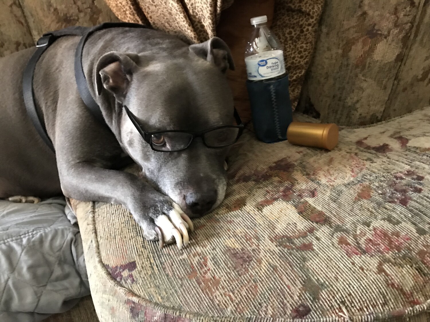 Gunner the Intellect