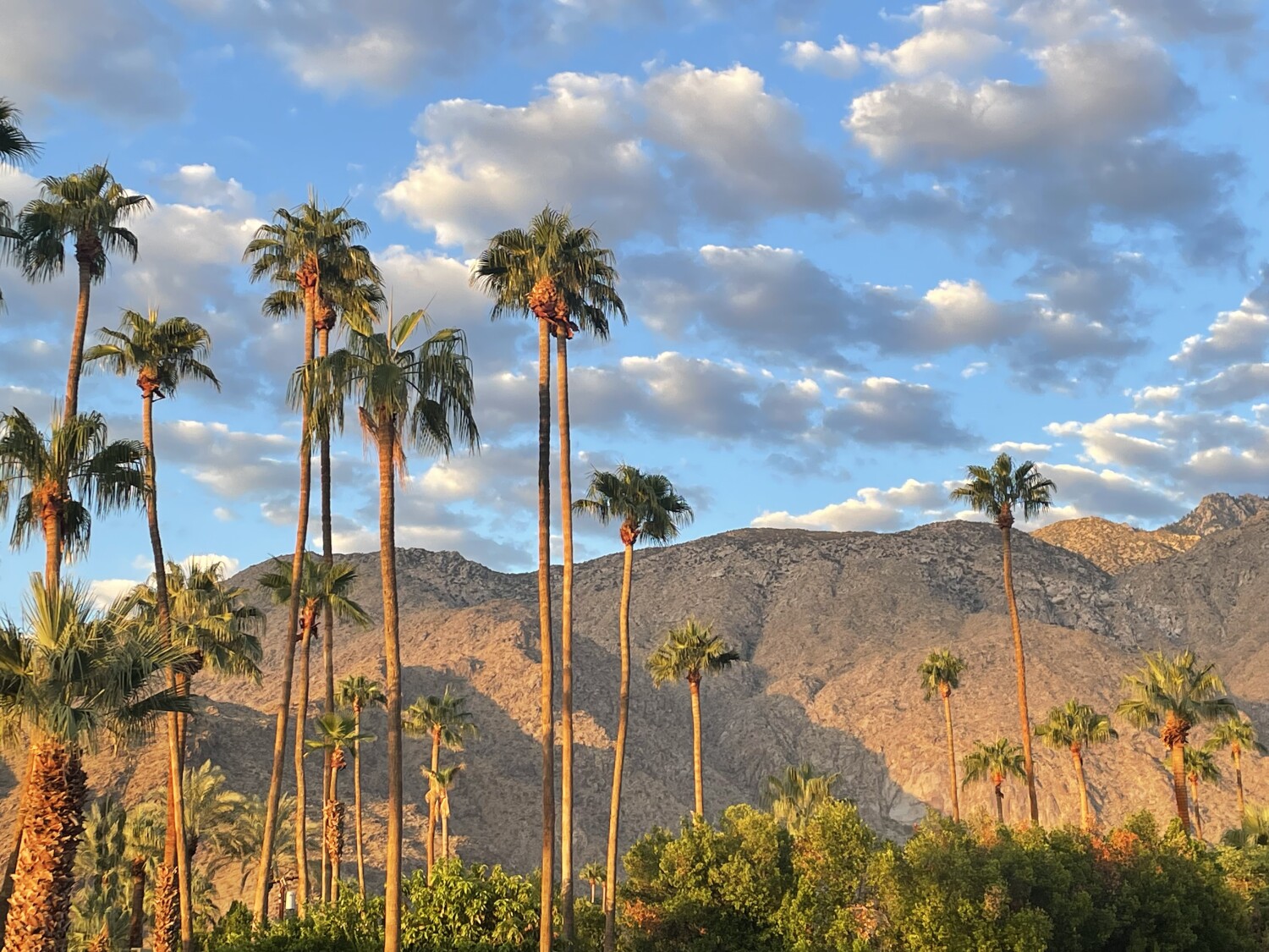 Morning in Palm Springs