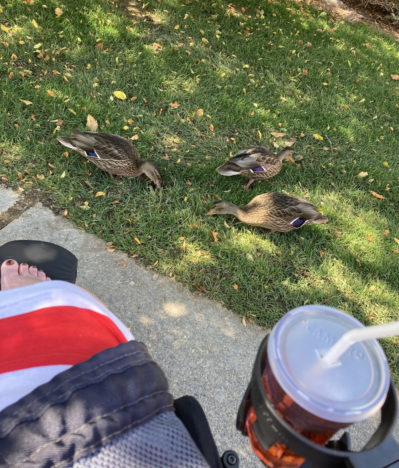 Playing with the ducks