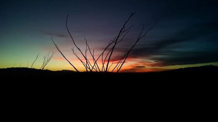Ocotillo sunset