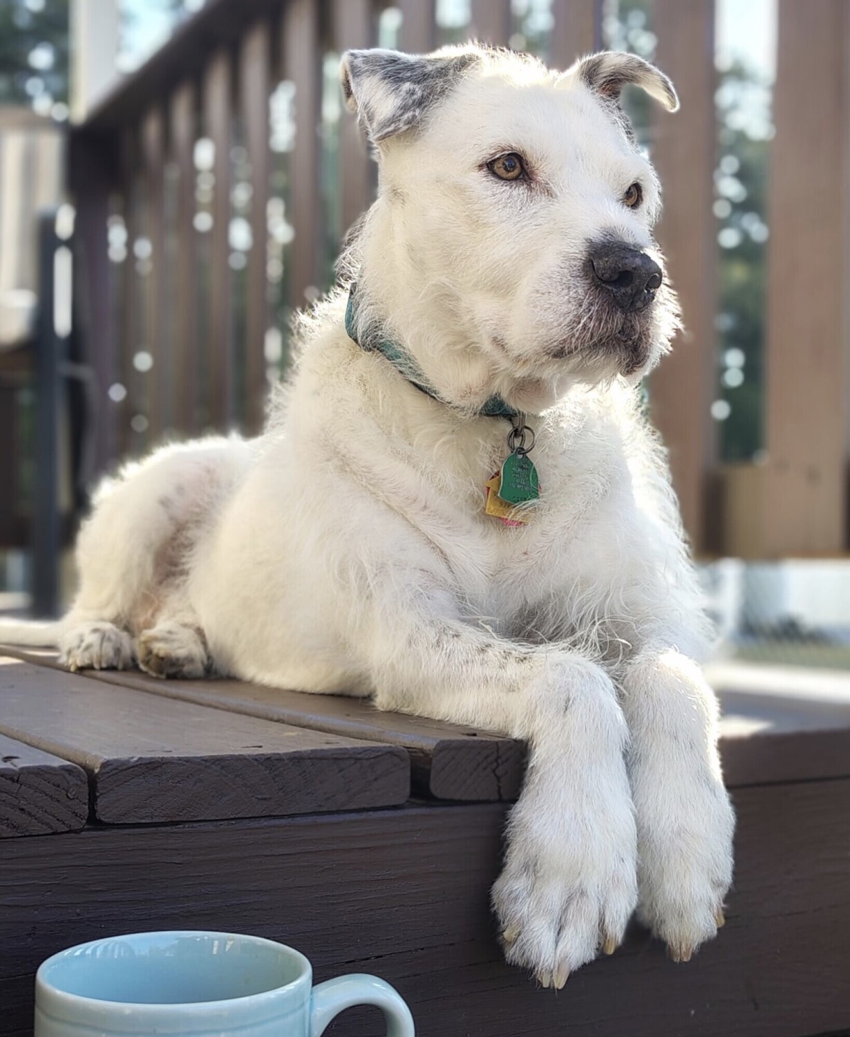 Relaxing with my puppuccino!
